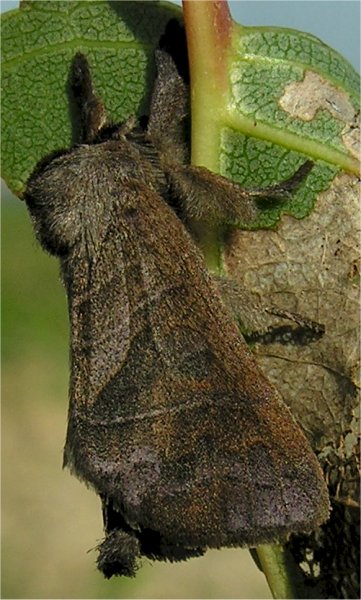 larve di lepidottero defoliatore: Clostera anastomosis